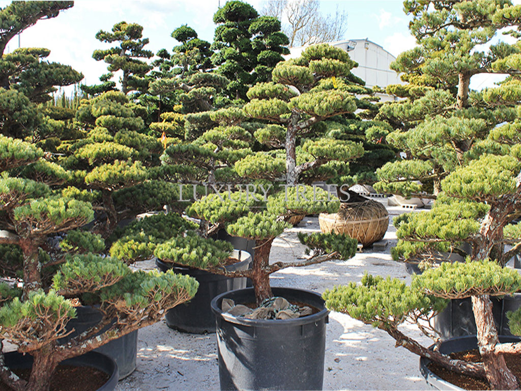 exklusive-luxus-solitaerbaeume-exklusive-baeume-kaufen-exklusive-luxus-gartenbaeume-baumschule-tirol-oesterreich-gartenbonsai-niwaki-2