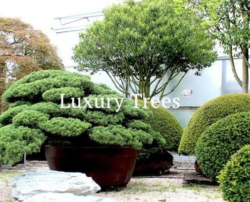 exklusive-luxus-solitaerbaeume-exklusive-baeume-kaufen-exklusive-luxus-gartenbaeume-baumschule-tirol-oesterreich-gartenbonsai-niwaki-3