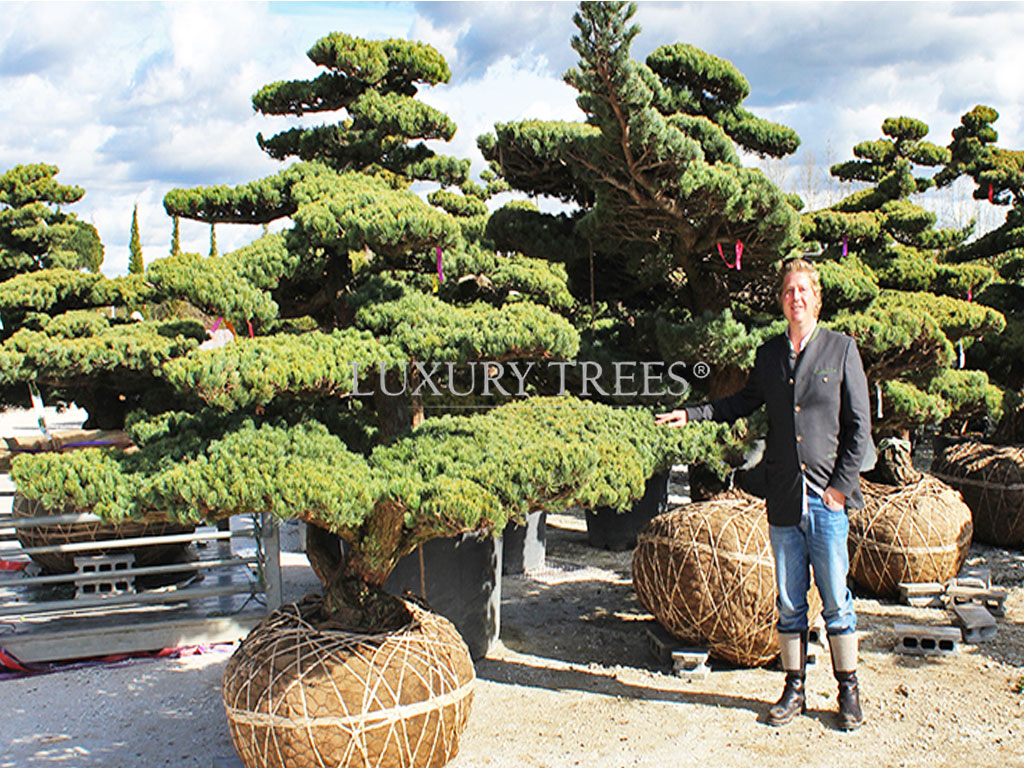 exklusive-luxus-solitaerbaeume-exklusive-baeume-kaufen-exklusive-luxus-baumschule-muenchen-bayern-oesterreich-gartenbonsai-niwaki-1
