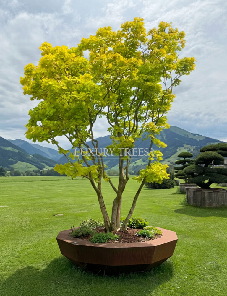 exklusive-luxus-solitaerbaeume-exklusive-baeume-kaufen-exklusive-luxus-gartenbaeume-exklusive-luxus-baumschule-bayern-tirol-oesterreich-1